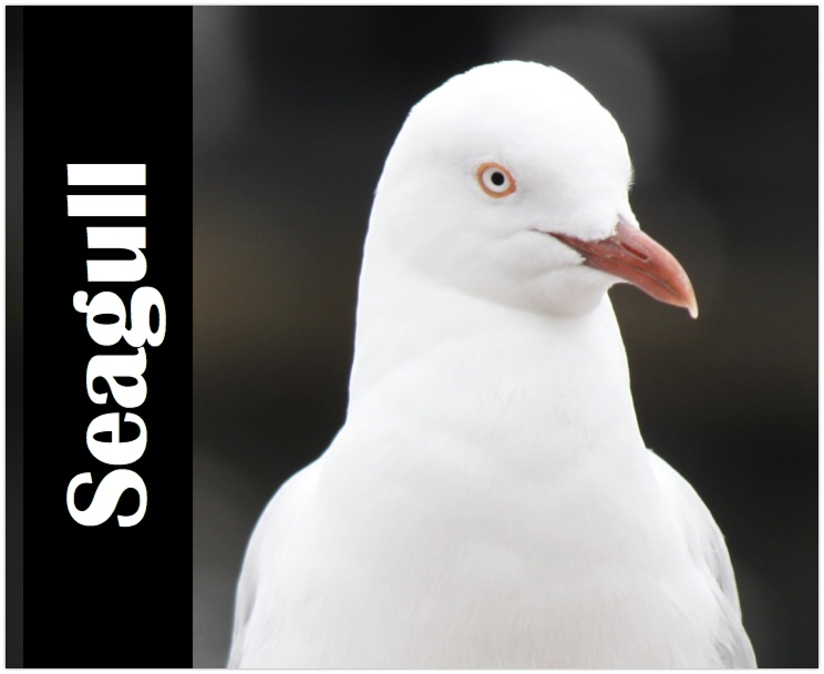 Seagull Poem
